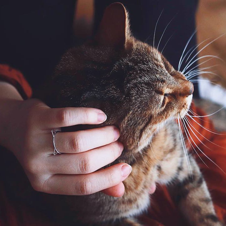 Ring in Silber mit Katzenöhrchen 39328
